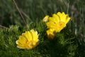 Adonis vernalis